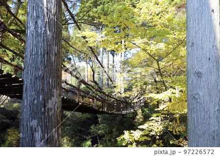 越前池田町のかずら橋（福井県 池田町） 97226572