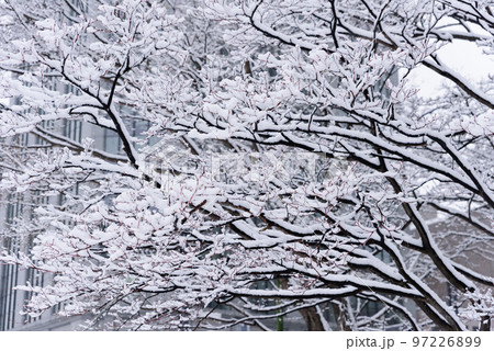 真冬の札幌大通の雪景色 97226899