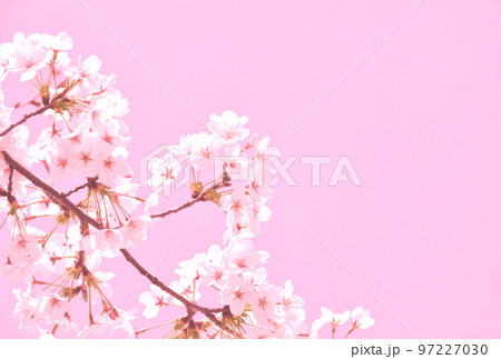 桜の花のピンク色の写真素材 桜の花のピンク色の写真素材 97227030