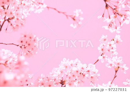 桜の花のピンク色の写真素材 97227031