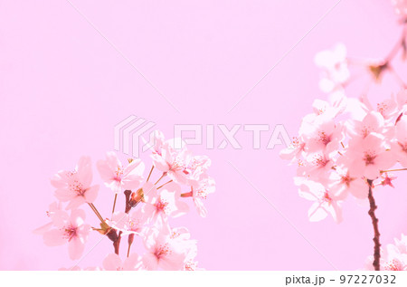 桜の花のピンク色の写真素材 桜の花のピンク色の写真素材 97227032