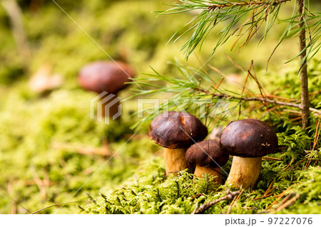 There are a lot of mushrooms lying in the forest on green moss. A lot of Polish moss mushrooms 97227076