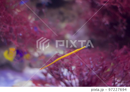 Alligator needle on the background of red corals.Sea fish needle 97227694