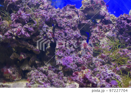 Multicolored corals background 97227704