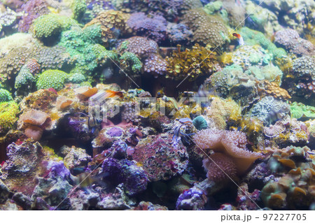 Multicolored corals background 97227705
