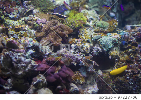 Multicolored corals background Multicolored corals background 97227706