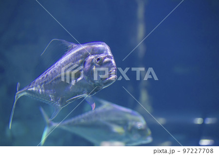 Large tropical fish on a blue background Large tropical fish on a blue background 97227708