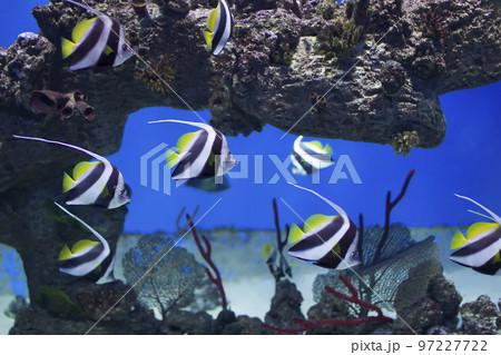 Zanclus cornutus.Exotic tropical fish on the background of corals and reefs.A flock of striped aquarium rub 97227722