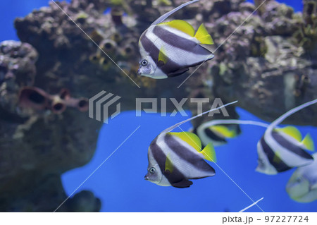 Zanclus cornutus.Exotic tropical fish on the background of corals and reefs.A flock of striped aquarium rub 97227724