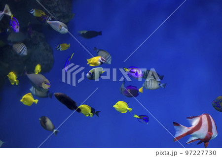 Multi-colored tropical fish on the background of reefs and corals. Multi-colored tropical fish on the background of reefs and corals. 97227730