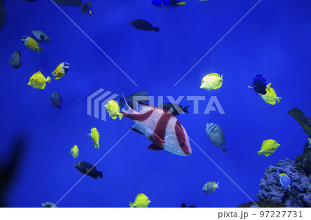 Multi-colored tropical fish on the background of reefs and corals. 97227731