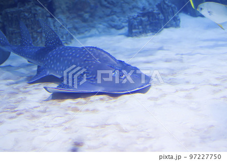 Flat sea shark in blue water Flat sea shark in blue water 97227750