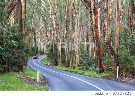 A car in the Otway Rain Forest A car in the Otway Rain Forest 97227829