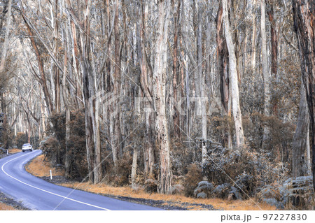 A car in the Otway Rain Forest A car in the Otway Rain Forest 97227830
