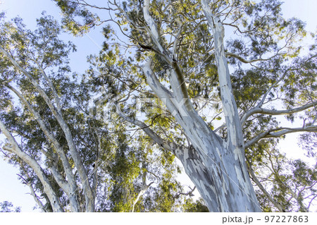 Large eucalyptus gum trees in regional Australia Large eucalyptus gum trees in regional Australia 97227863