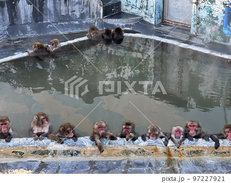 温泉に浸かる猿 97227921