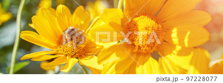 Bee fly near flower. Allergy insect macro video. Green grass. Bumblebee garden Bee fly near flower. Allergy insect macro video. Green grass. Bumblebee garden 97228077