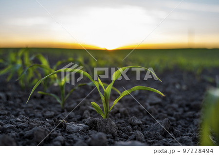 Corn, maize plantation. Stem of organic sweet corn on soil on agricultural field. 97228494
