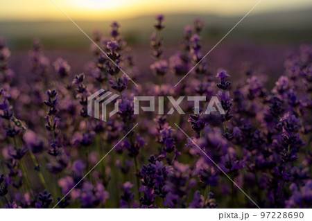 Lavender flower close-up in a lavender field against a sunset background. 97228690