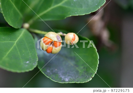 マサキの実 97229175