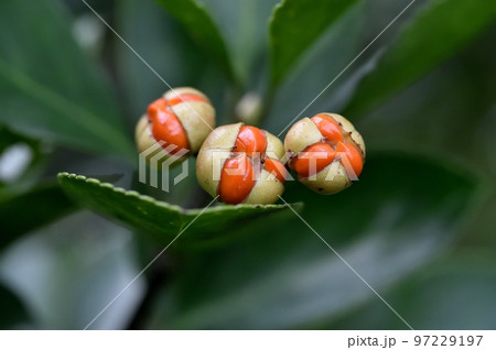 マサキの実 97229197