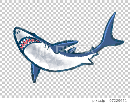 鮫イラスト 鮫イラスト 97229651