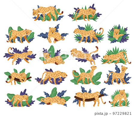 Leopard with Spotted Coat in Tropical Exotic Foliage Big Vector Set 97229821