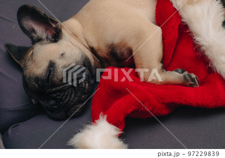 French bulldog puppy sleeping on sofa with Santa hat. French bulldog puppy sleeping on sofa with Santa hat. 97229839