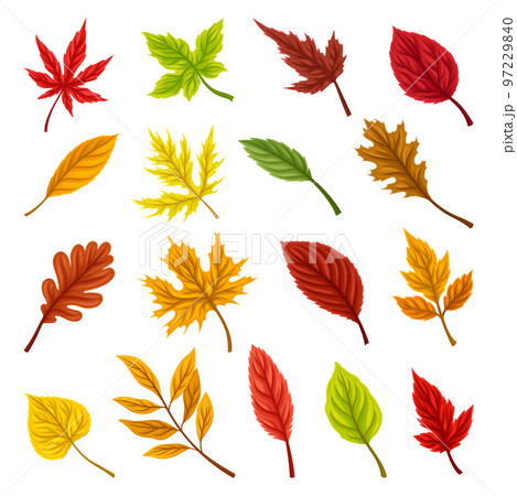 Colorful Autumn Leaves and Bright Foliage Big Vector Set 97229840