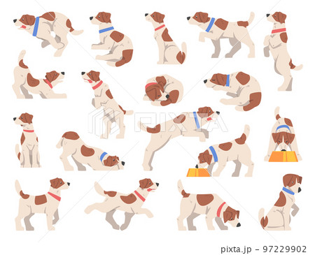 Jack Russel Terrier Dog Puppy with Collar in Different Pose Big Vector Set 97229902