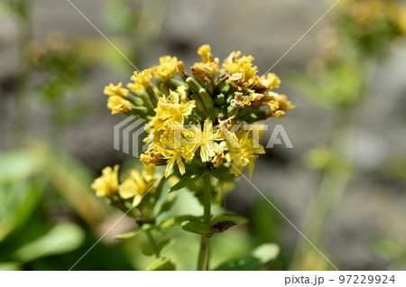 ホソバワダンの花 97229924