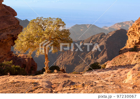 Sand rocks and tree, canyon of Petra, Jordan Sand rocks and tree, canyon of Petra, Jordan 97230067