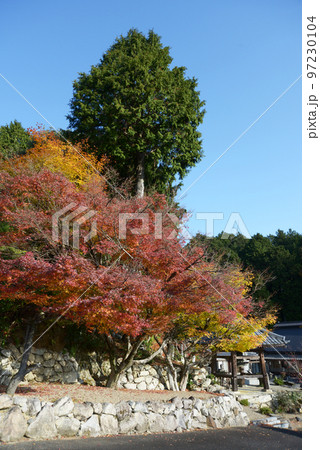 種徳禅寺 紅葉の境内 滋賀県大津市北小松 種徳禅寺 紅葉の境内 滋賀県大津市北小松 97230104