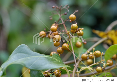 ヘクソカズラの実 97230438