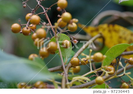 ヘクソカズラの実 97230445