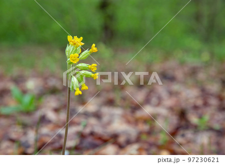 Primrose blooming in a forest 97230621