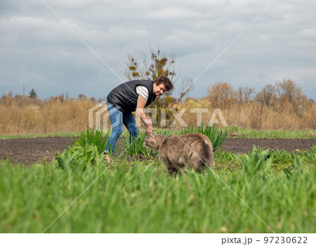 Gray cat hunting in grass closeup 97230622