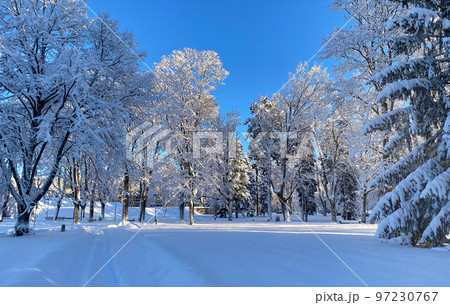 Beautiful winter landscape with trees covered with snow. Horizontal photography 97230767