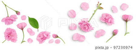 Sakura flower cherry blossom isolated on white background with full depth of field. Top view. Flat lay 97230974