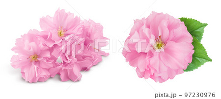 Sakura flower cherry blossom isolated on white background with full depth of field 97230976