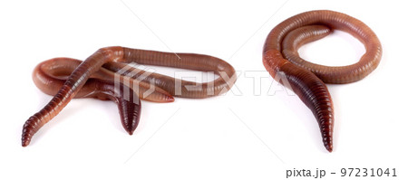 Two earthworms isolated on white background close-up 97231041