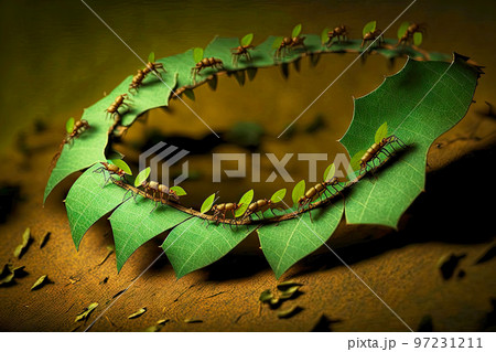 Small brown ants carrying leaves and crawling in circle along branch 97231211