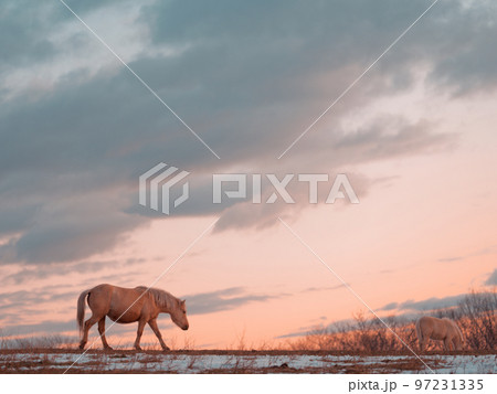 朝焼けと道産子 97231335