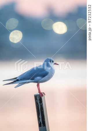 茨城県水戸市　初冬の仙波湖の朝 97232532