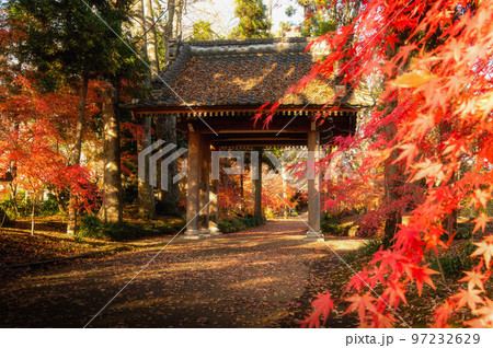 茨城県筑西市　最勝寺の真っ赤な紅葉 97232629