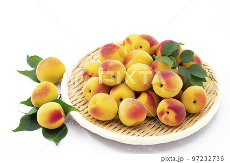 白バックの盆ざるに置いた黄色く色付いた南高梅 白バックの盆ざるに置いた黄色く色付いた南高梅 97232736