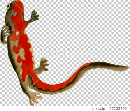 紅腹蠑螈 1 97232793