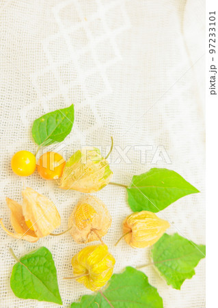 ほおずきの実と葉 97233101