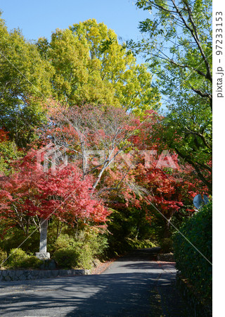 秋の曼殊院 参道の紅葉 京都市左京区 秋の曼殊院 参道の紅葉 京都市左京区 97233153