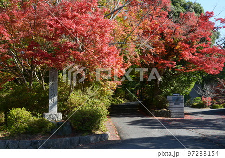 秋の曼殊院 参道の紅葉 京都市左京区 秋の曼殊院 参道の紅葉 京都市左京区 97233154
